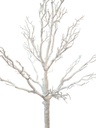 ARBOL SIN ESPECIE BLANCO